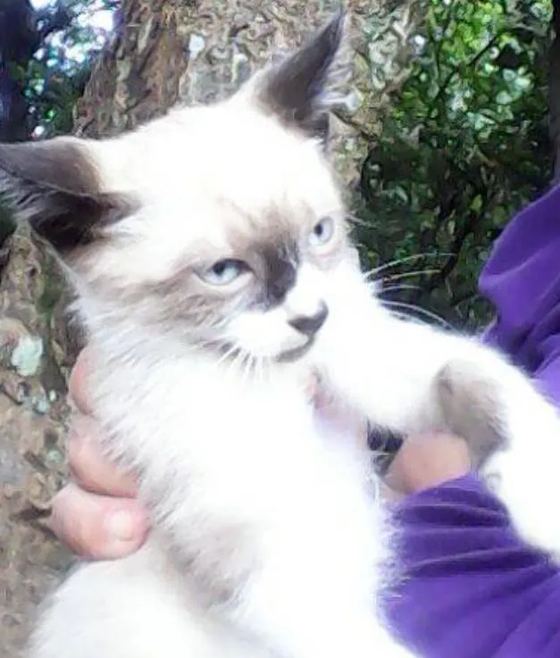Gato ra a mestiço idade 2 a 6 meses nome sem some