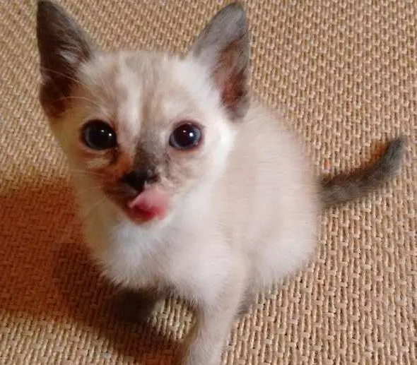 Gato ra a SRD idade 2 a 6 meses nome Lindos