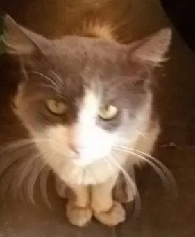 Gato raça SRD idade 3 anos nome ROBIN