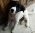Gorda