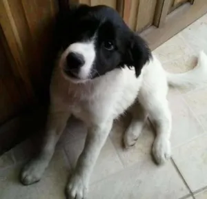 Cachorro raça SRD idade 2 a 6 meses nome Gorda