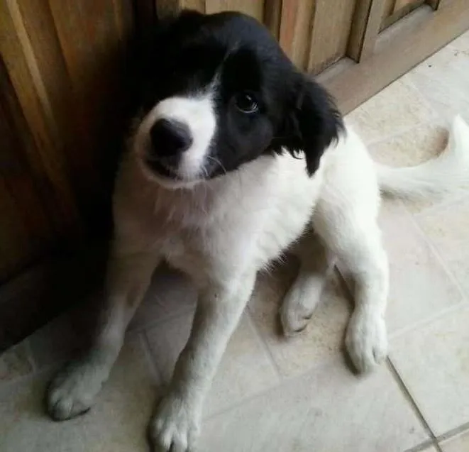 Cachorro ra a SRD idade 2 a 6 meses nome Gorda
