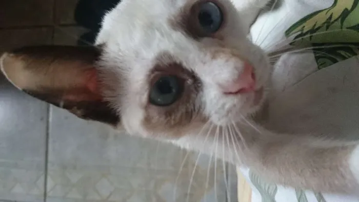 Gato ra a siamês  idade 2 a 6 meses nome Gabriela