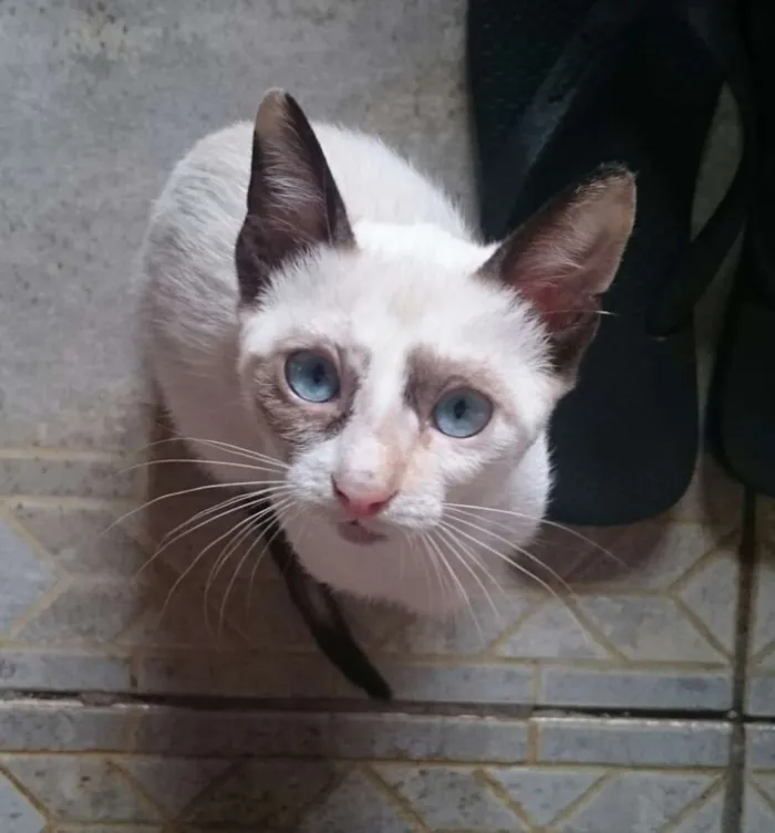 Gato ra a siamês  idade 2 a 6 meses nome Gabriela