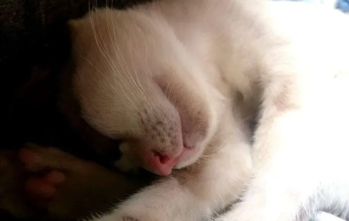Gato ra a siamês  idade 2 a 6 meses nome Gabriela