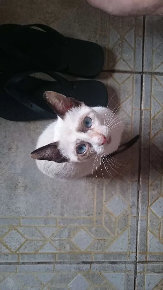 Gato ra a siamês  idade 2 a 6 meses nome Gabriela