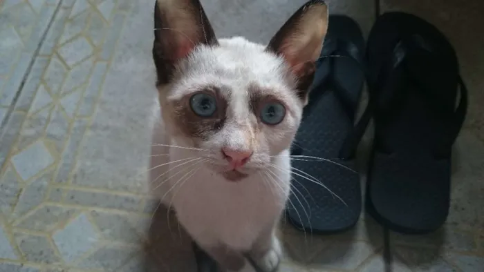 Gato ra a siamês  idade 2 a 6 meses nome Gabriela