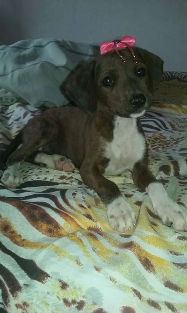 Cachorro ra a srd idade 2 a 6 meses nome bebes lika