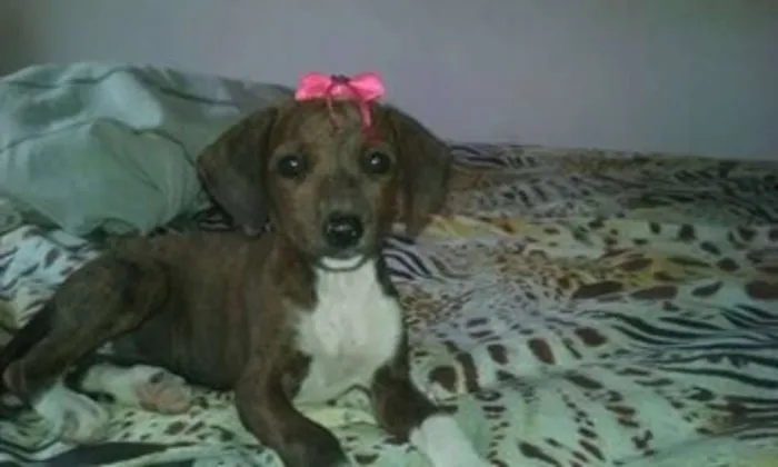Cachorro ra a srd idade 2 a 6 meses nome bebes lika