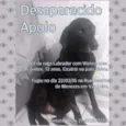 Apollo