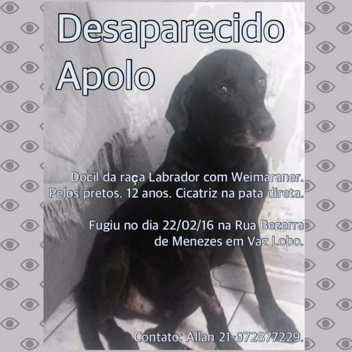 Cachorro ra a Labrador idade 6 ou mais anos nome Apollo