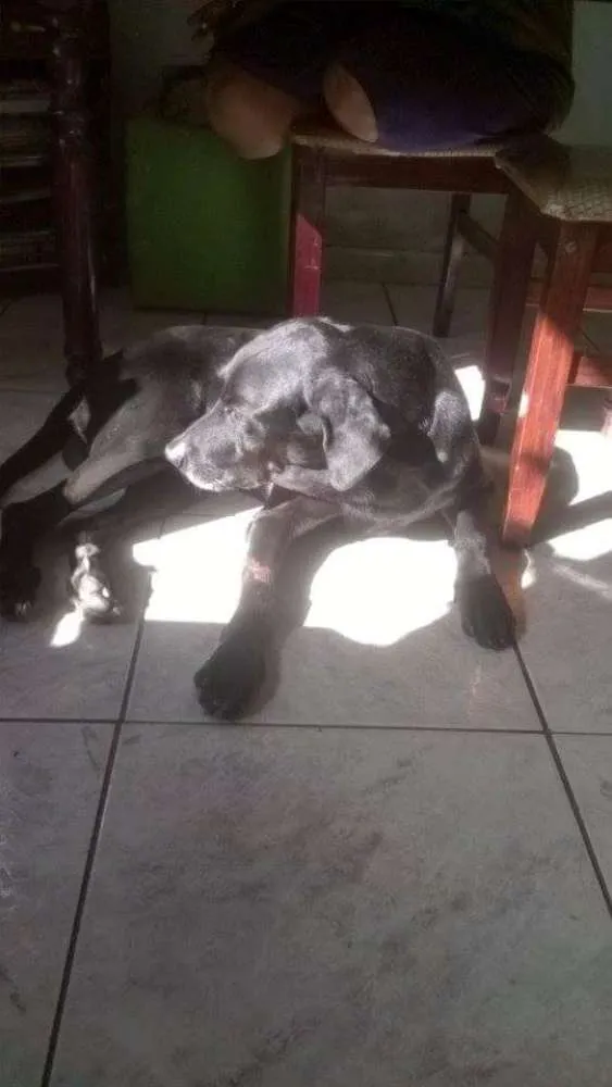 Cachorro ra a Labrador idade 6 ou mais anos nome Apollo