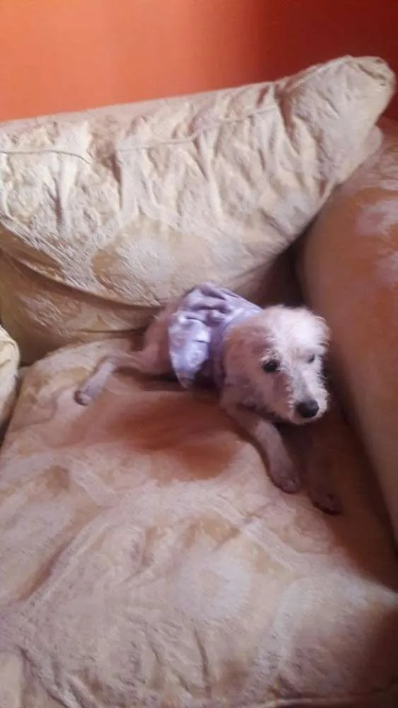 Cachorro ra a poodle idade 7 a 11 meses nome lalinha