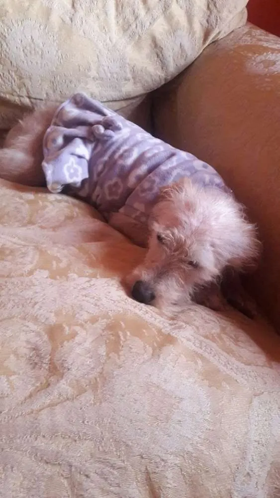 Cachorro ra a poodle idade 7 a 11 meses nome lalinha