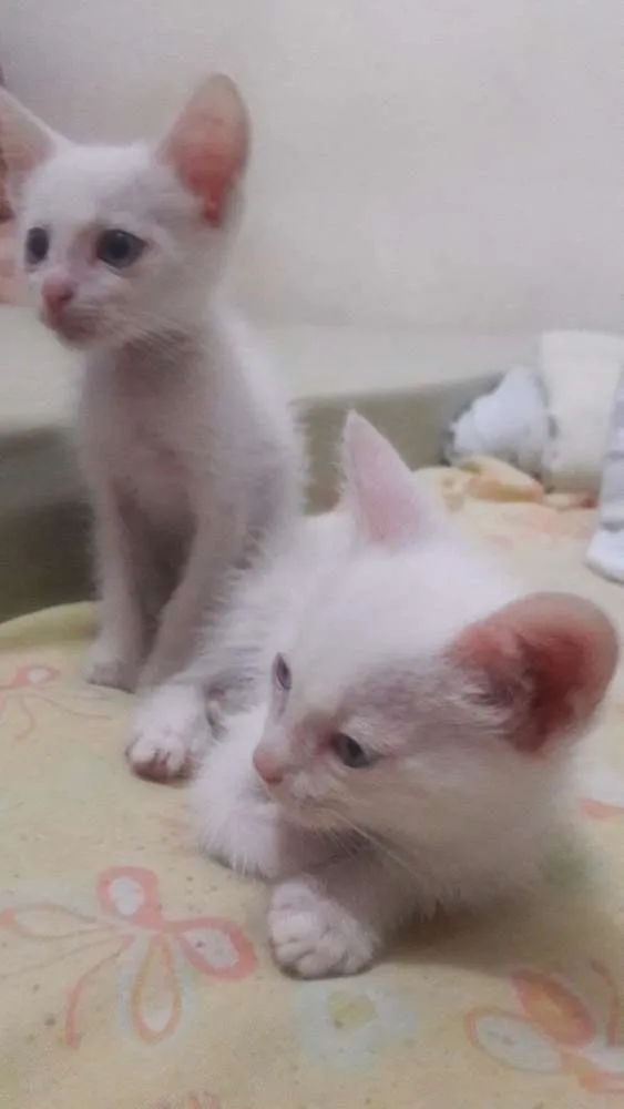 Gato ra a Vira lata idade 2 a 6 meses nome Sem nomes ainda