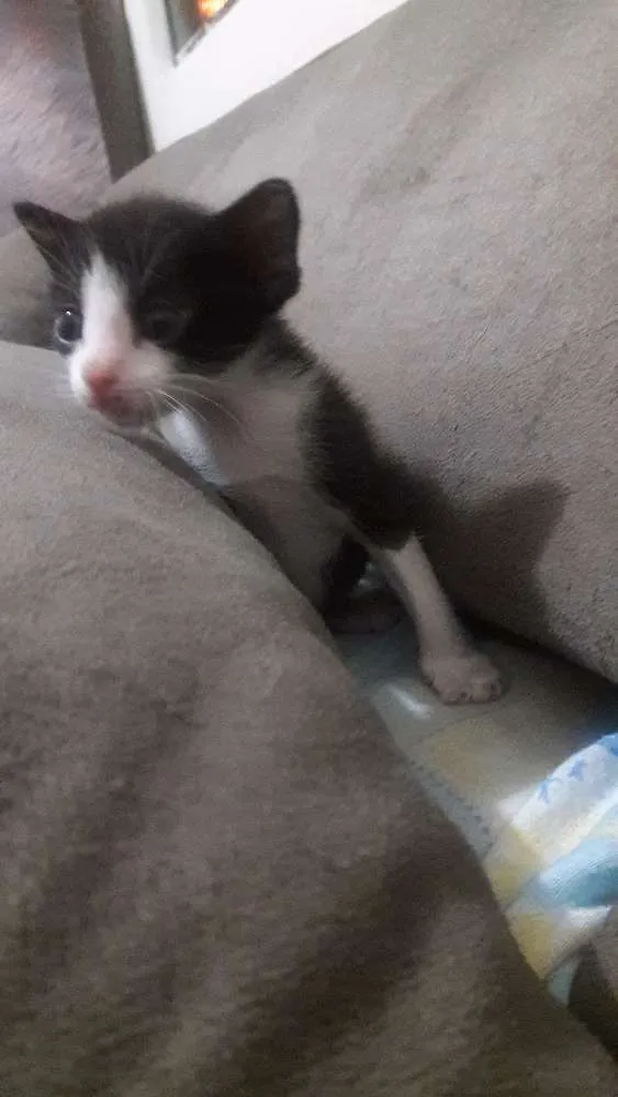 Gato ra a Vira lata idade 2 a 6 meses nome Sem nomes ainda