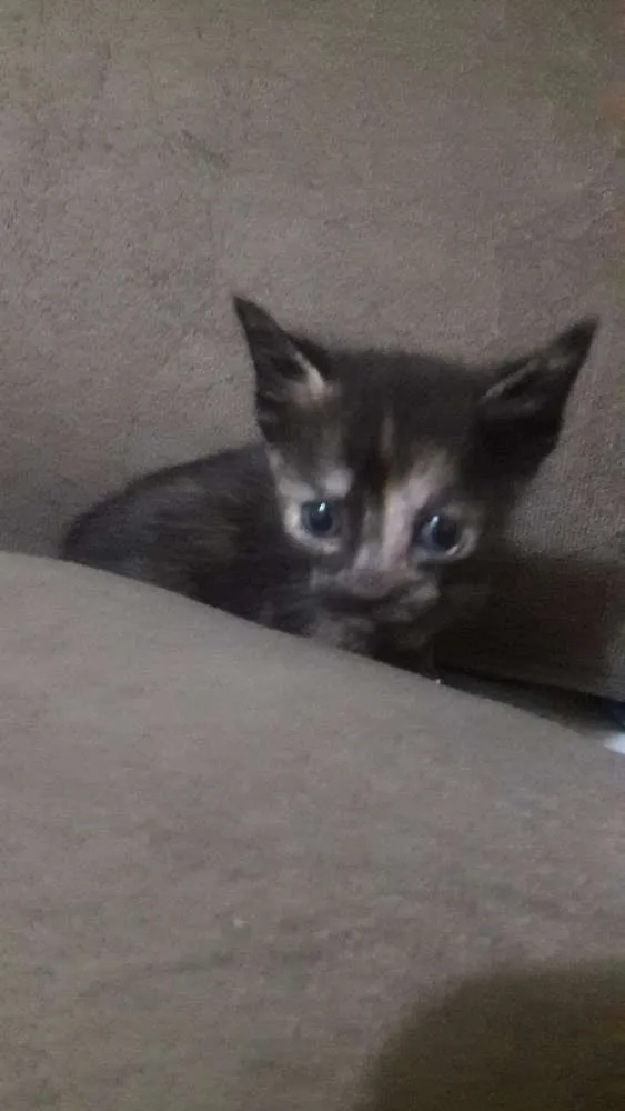 Gato ra a Vira lata idade 2 a 6 meses nome Sem nomes ainda