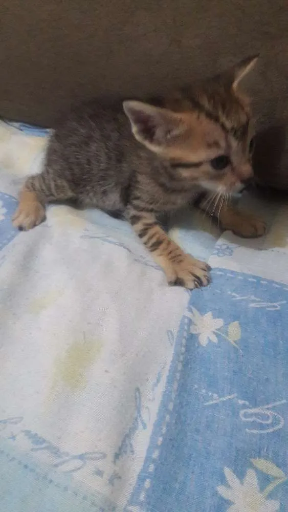 Gato ra a Vira lata idade 2 a 6 meses nome Sem nomes ainda