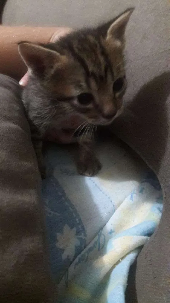 Gato ra a Vira lata idade 2 a 6 meses nome Sem nomes ainda