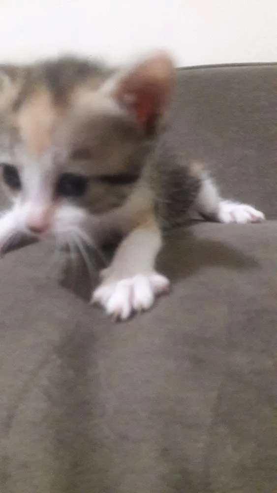 Gato ra a Vira lata idade 2 a 6 meses nome Sem nomes ainda
