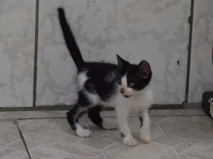 Gato ra a SRD idade 2 a 6 meses nome Sem Nome
