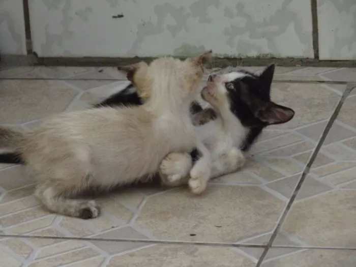 Gato ra a SRD idade 2 a 6 meses nome Sem Nome