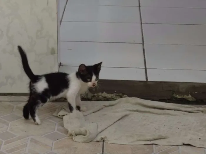 Gato ra a SRD idade 2 a 6 meses nome Sem Nome
