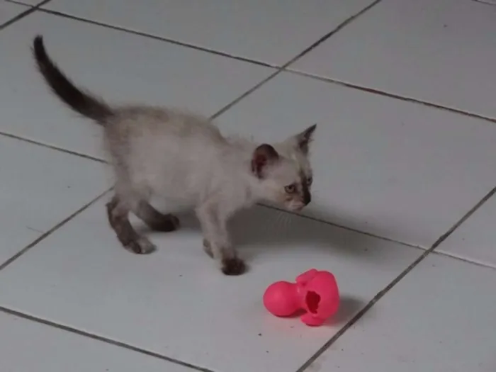 Gato ra a SRD idade 2 a 6 meses nome Sem Nome