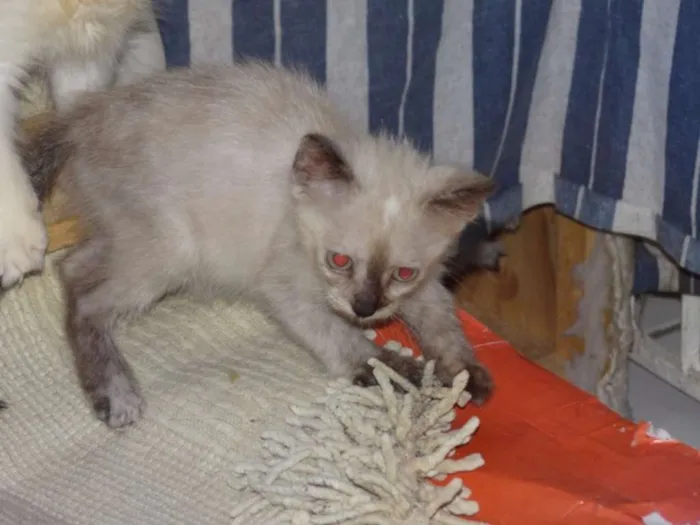 Gato ra a SRD idade 2 a 6 meses nome Sem Nome