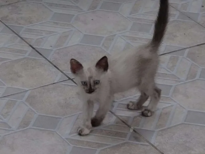 Gato ra a SRD idade 2 a 6 meses nome Sem Nome