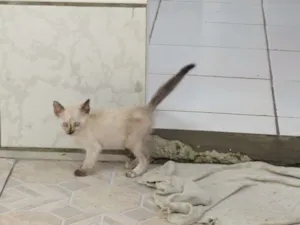 Gato raça SRD idade 2 a 6 meses nome Sem Nome