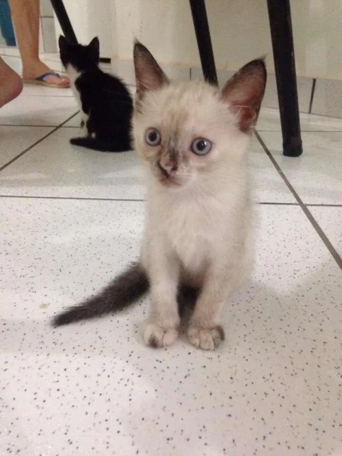Gato raça  idade 2 a 6 meses nome Dalila