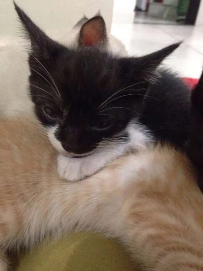 Gato raça  idade 2 a 6 meses nome Mia