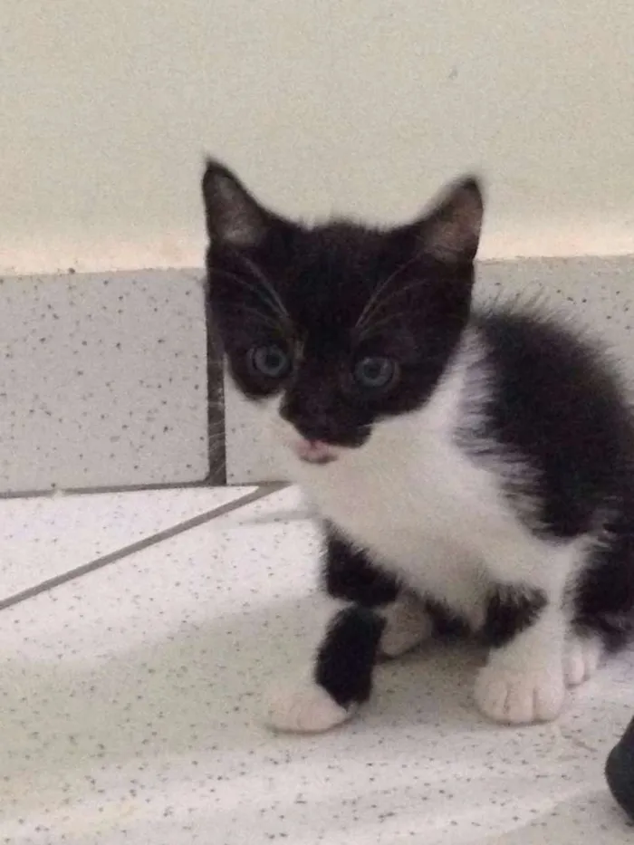 Gato raça  idade 2 a 6 meses nome Mia
