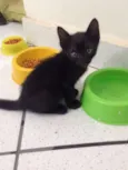 Pelinho