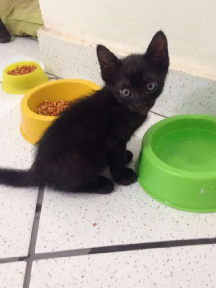 Gato raça  idade 2 a 6 meses nome Pelinho