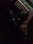 Pelinho