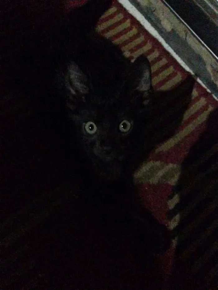 Gato raça  idade 2 a 6 meses nome Pelinho