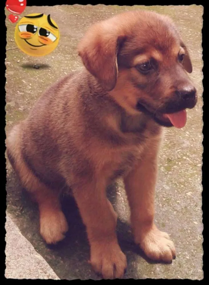 Cachorro raça  idade 2 a 6 meses nome potchoco