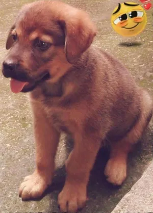 Cachorro raça  idade 2 a 6 meses nome potchoco
