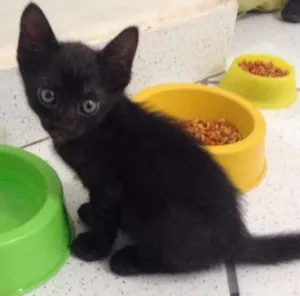 Gato raça  idade 2 a 6 meses nome Pelinho