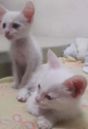 Gato raça Vira lata idade 2 a 6 meses nome Sem nomes ainda