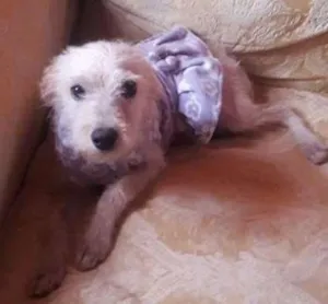 Cachorro raça poodle idade 7 a 11 meses nome lalinha