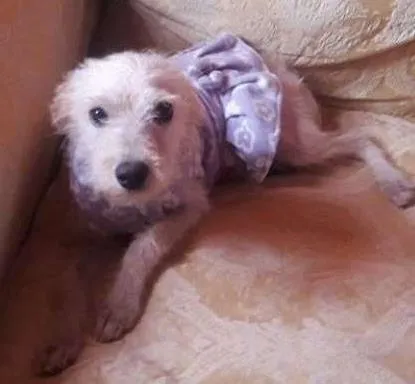 Cachorro ra a poodle idade 7 a 11 meses nome lalinha