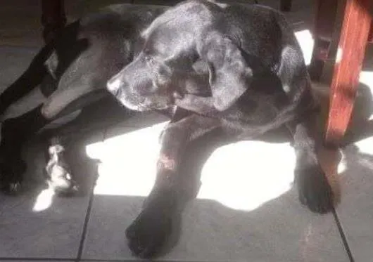 Cachorro ra a Labrador idade 6 ou mais anos nome Apollo