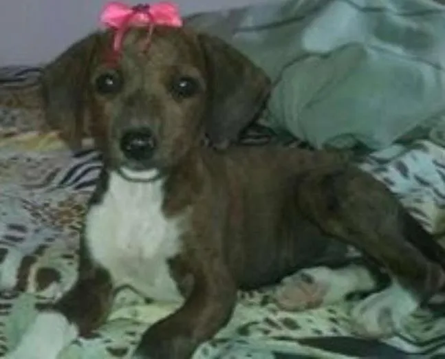Cachorro ra a srd idade 2 a 6 meses nome bebes lika