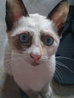 Gato raça siamês  idade 2 a 6 meses nome Gabriela
