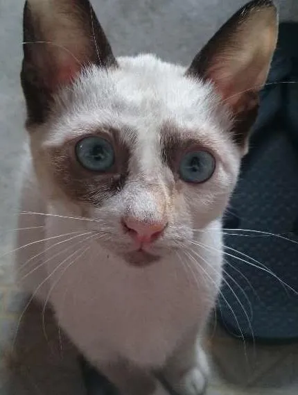 Gato ra a siamês  idade 2 a 6 meses nome Gabriela