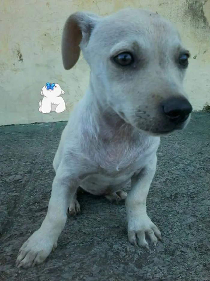 Cachorro ra a não definida idade 2 a 6 meses nome não tem nome