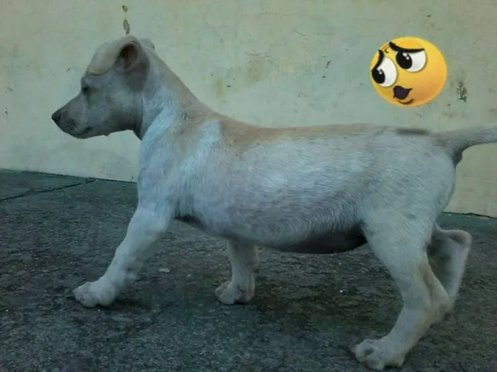 Cachorro ra a não definida idade 2 a 6 meses nome não tem nome